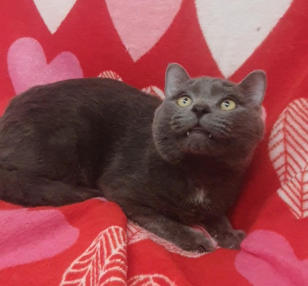 Enlarge Hopper / Bitters, a Adoptable mixed breed in Peoria, AZ image 2/6