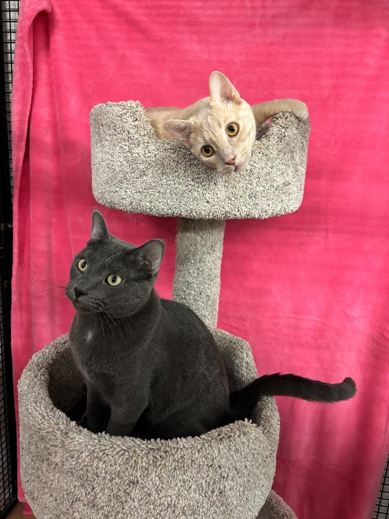 Enlarge Hopper / Bitters, a Adoptable mixed breed in Peoria, AZ image 3/6