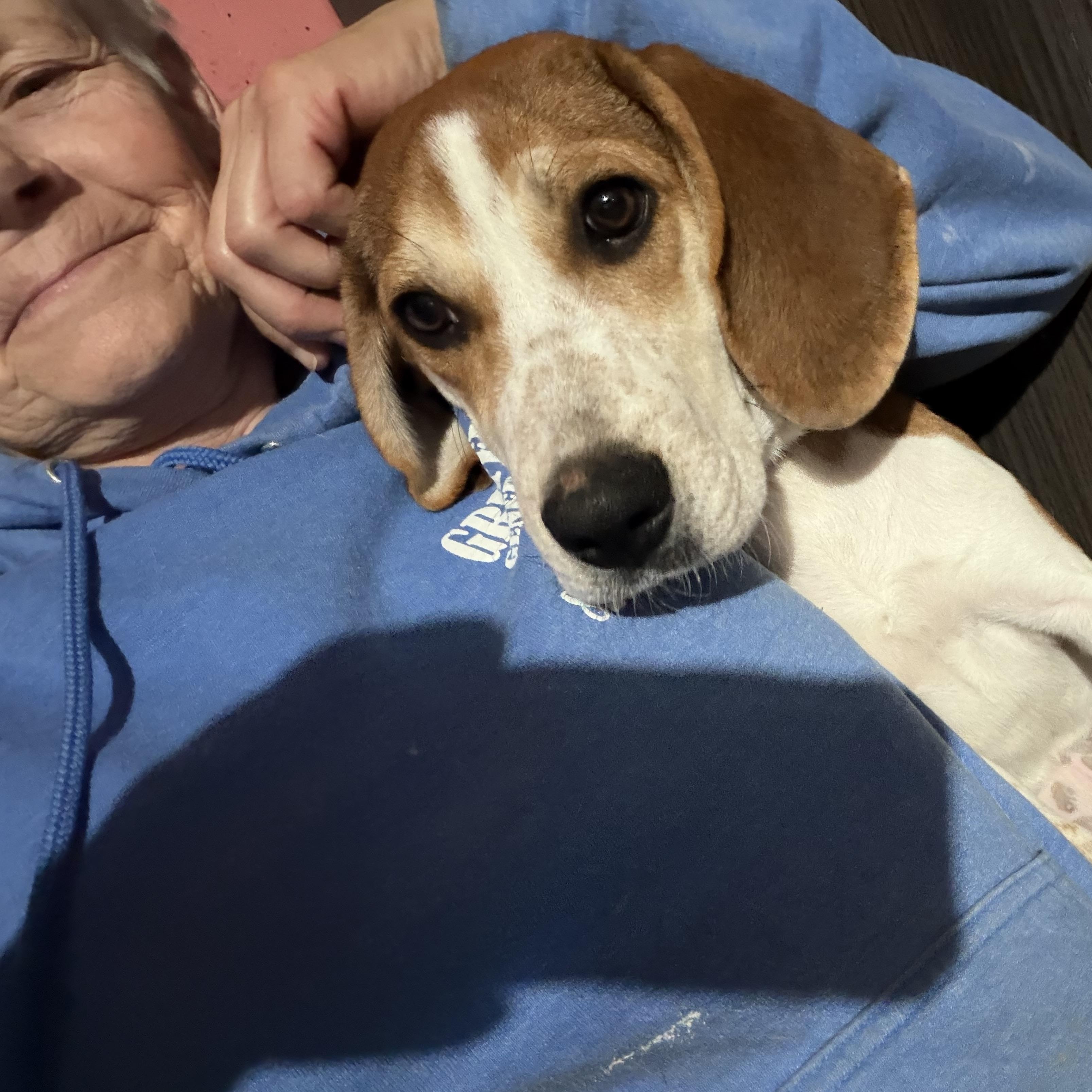 Enlarge Penelope Poet, a Adoptable mixed breed in Woburn, MA image 3/6