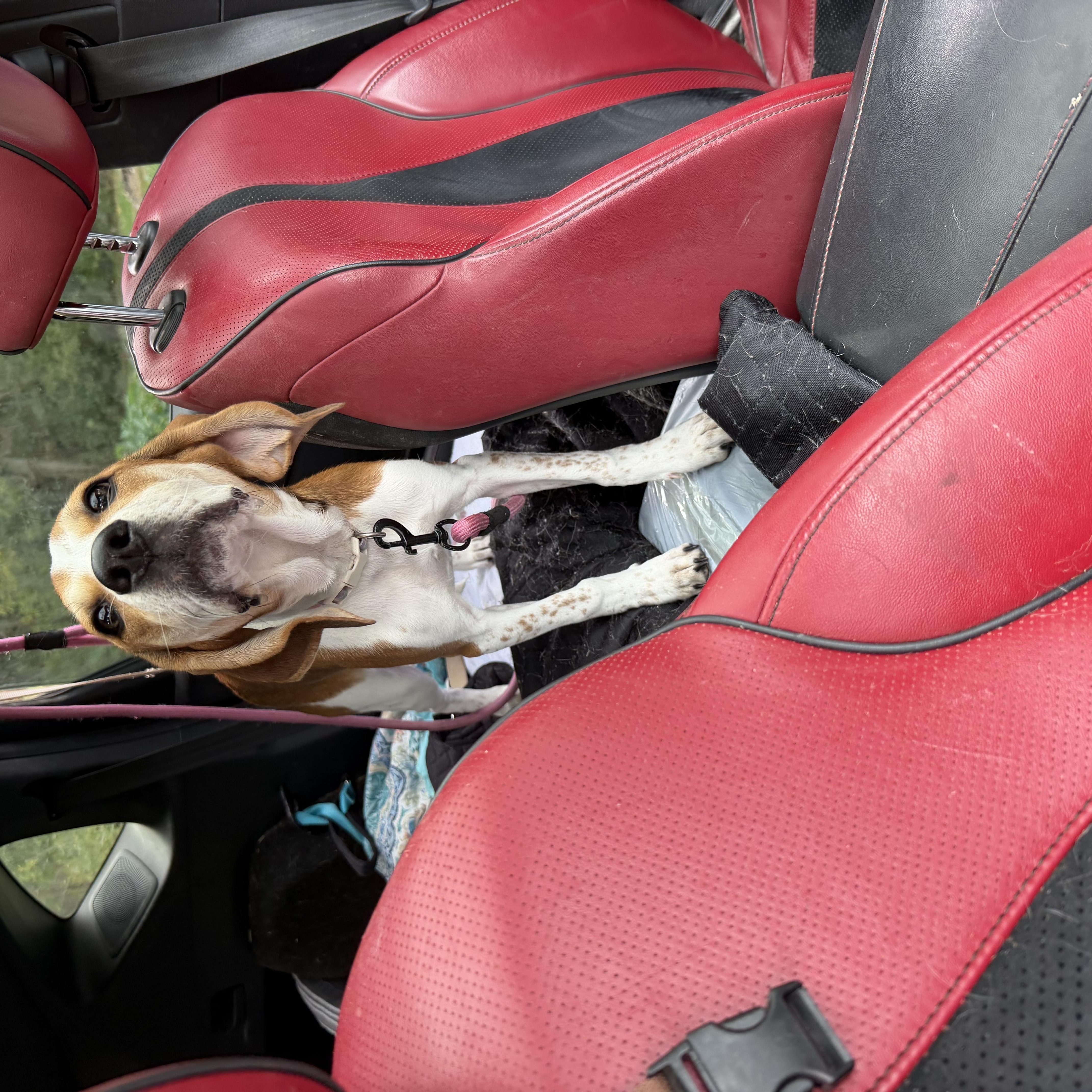Enlarge Penelope Poet, a Adoptable mixed breed in Woburn, MA image 5/6