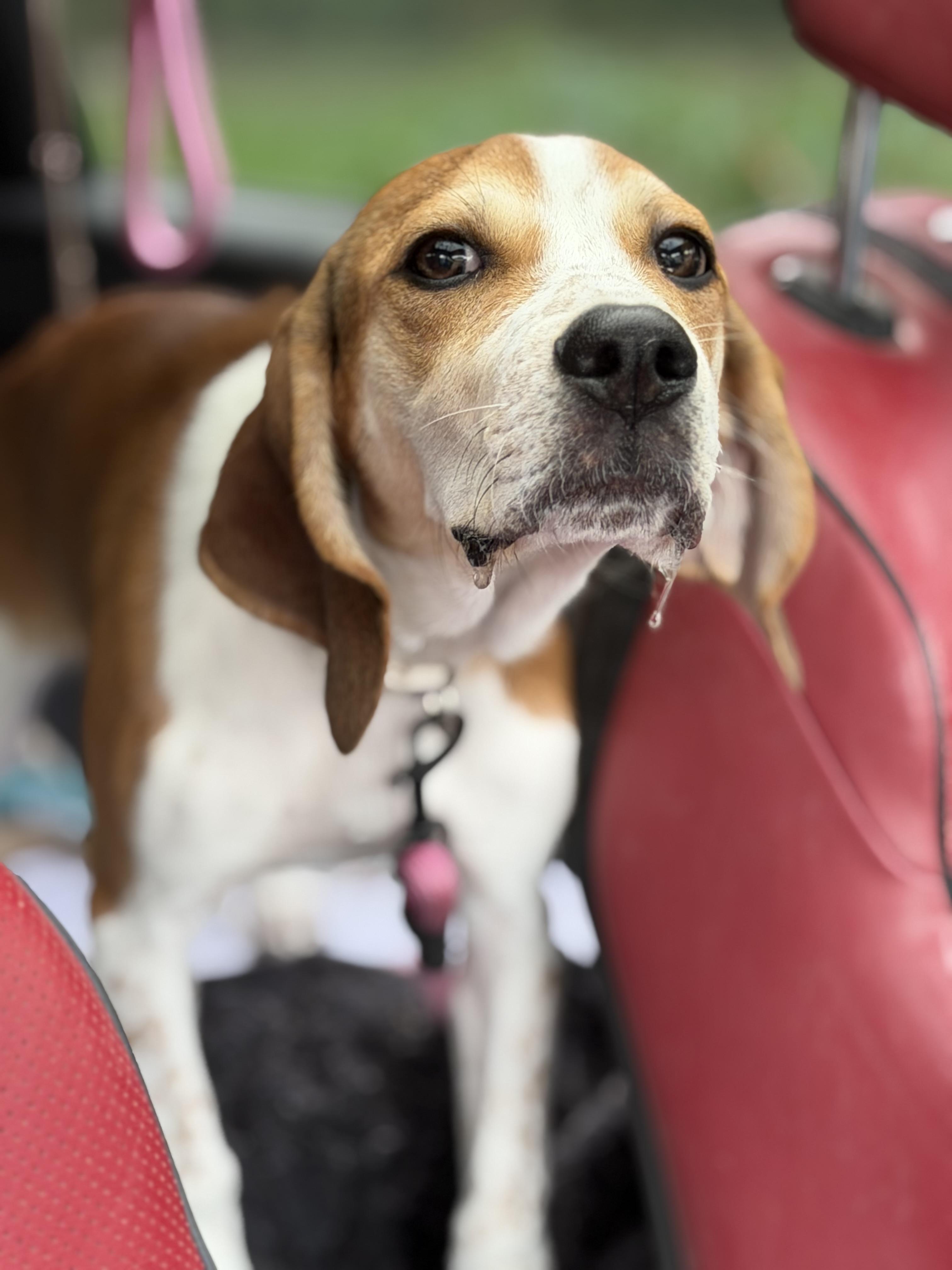 Enlarge Penelope Poet, a Adoptable mixed breed in Woburn, MA image 1/6