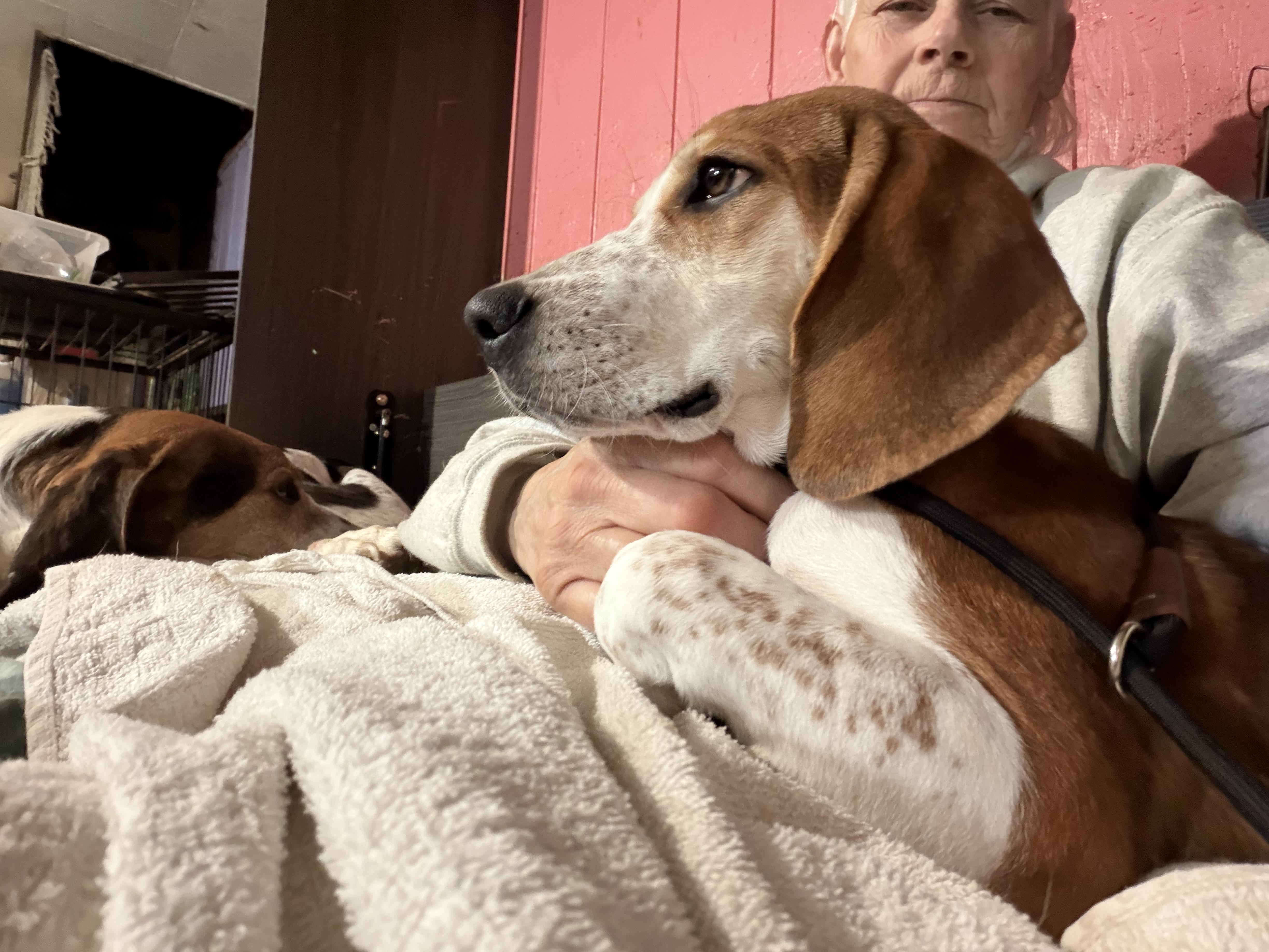 Enlarge Penelope Poet, a Adoptable mixed breed in Woburn, MA image 6/6