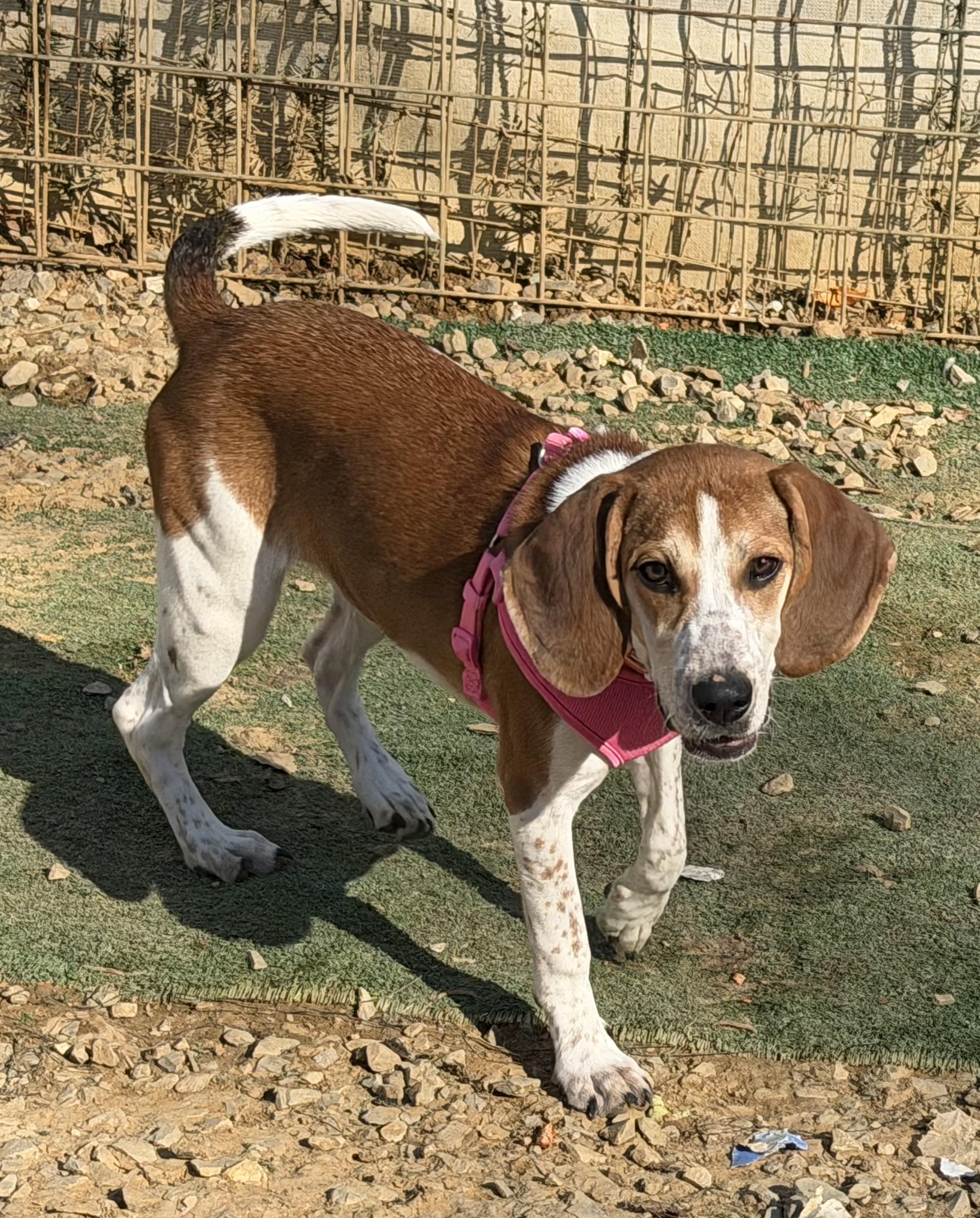 Enlarge Penelope Poet, a Adoptable mixed breed in Woburn, MA image 2/6