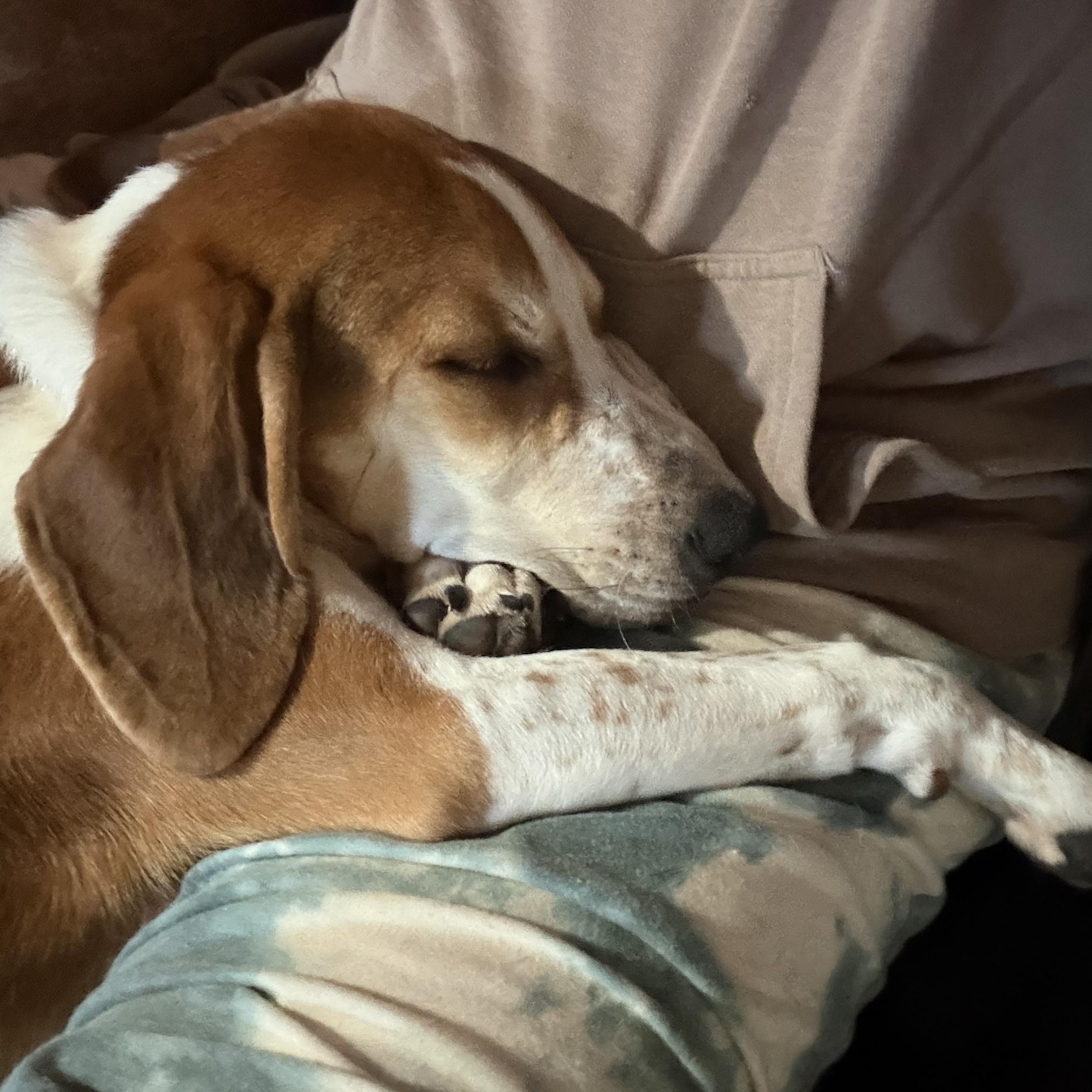 Enlarge Penelope Poet, a Adoptable mixed breed in Woburn, MA image 4/6