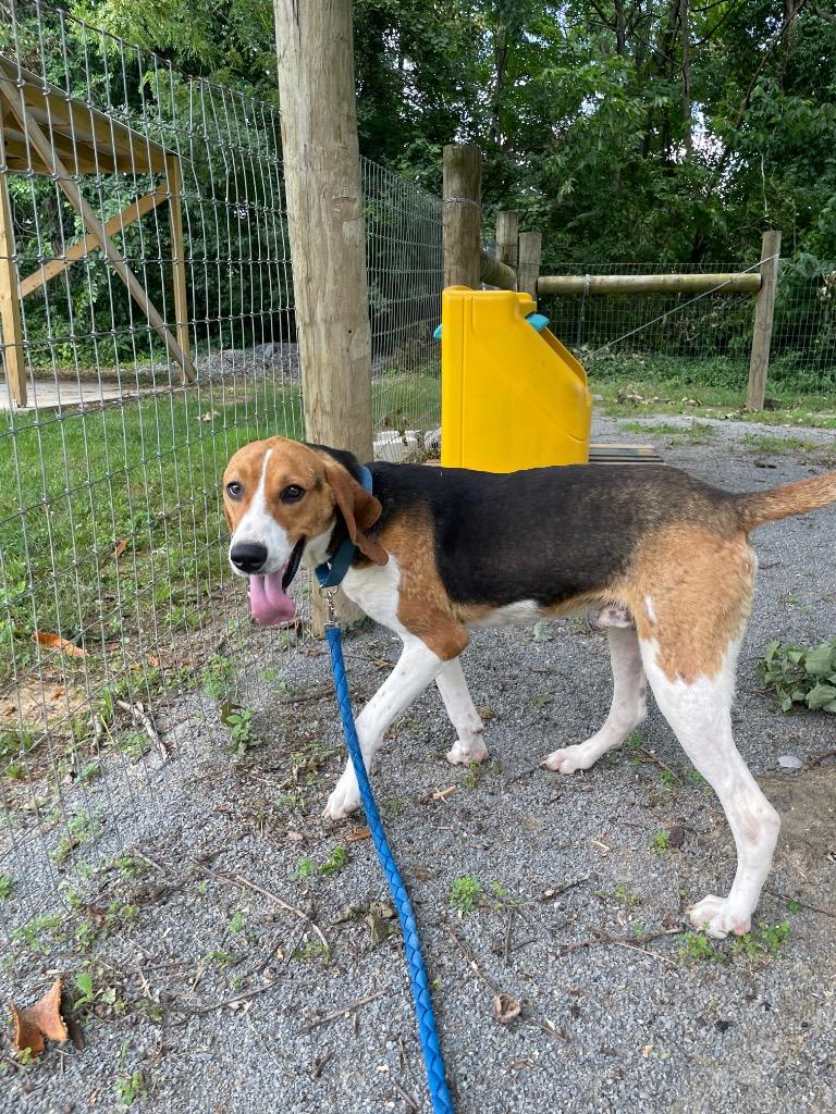 Willie, a ADOPTABLE Treeing Walker Coonhound in Maysville, KY image 2/3