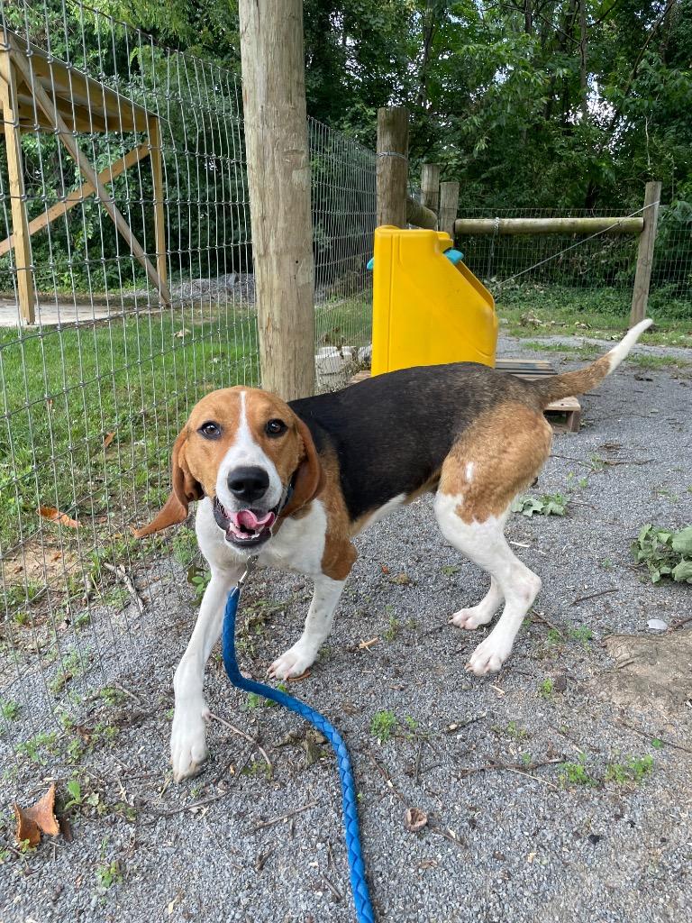Willie, ADOPTABLE, Young Male Treeing Walker Coonhound.