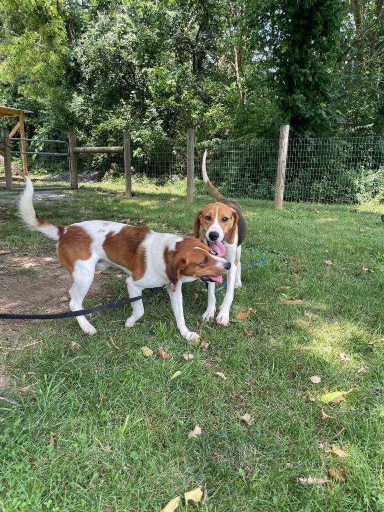 Willie, a ADOPTABLE Treeing Walker Coonhound in Maysville, KY image 3/3