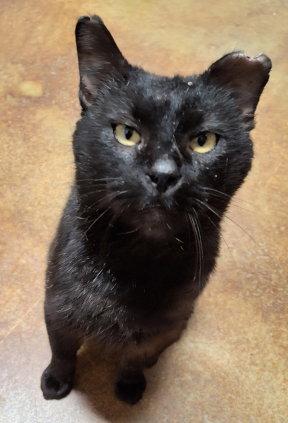 Enlarge Lloyd, a Adopted Domestic Short Hair in Mountain View, AR image 1/3