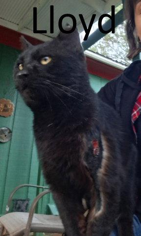 Enlarge Lloyd, a Adopted Domestic Short Hair in Mountain View, AR image 2/3