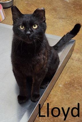 Enlarge Lloyd, a Adopted Domestic Short Hair in Mountain View, AR image 3/3