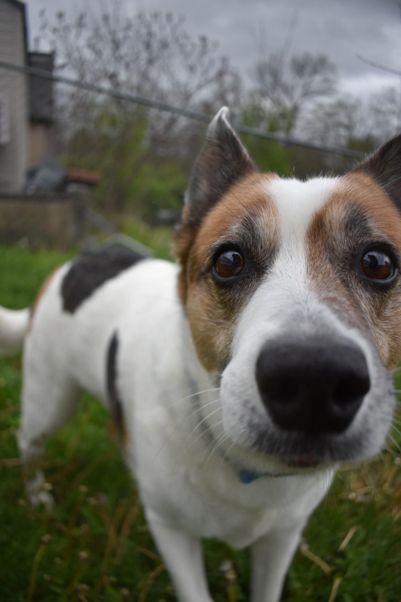 Whistle Pig, ADOPTABLE, Adult Male Terrier.