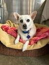 Bebe, a Adoptable mixed breed in Scottsdale, AZ image 1/3