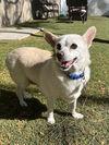 Bebe, a Adoptable mixed breed in Scottsdale, AZ image 2/3