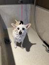 Bebe, a Adoptable mixed breed in Scottsdale, AZ image 3/3