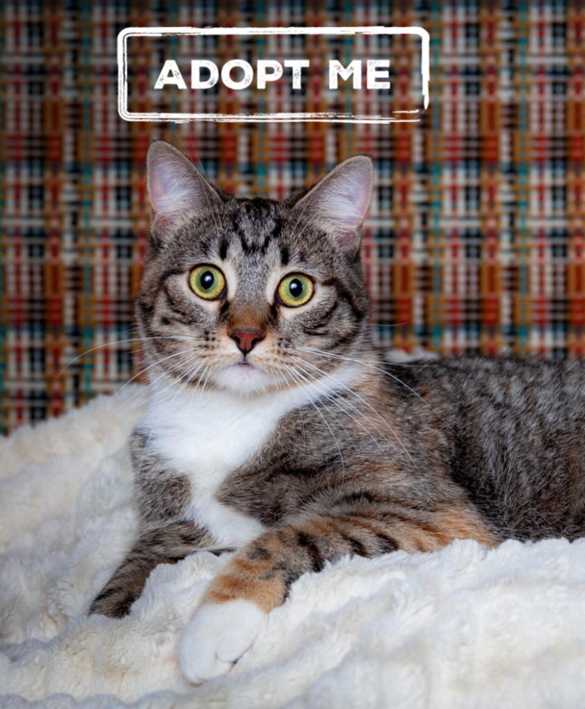 Marley, Adoptable, Adult Female Domestic Short Hair.