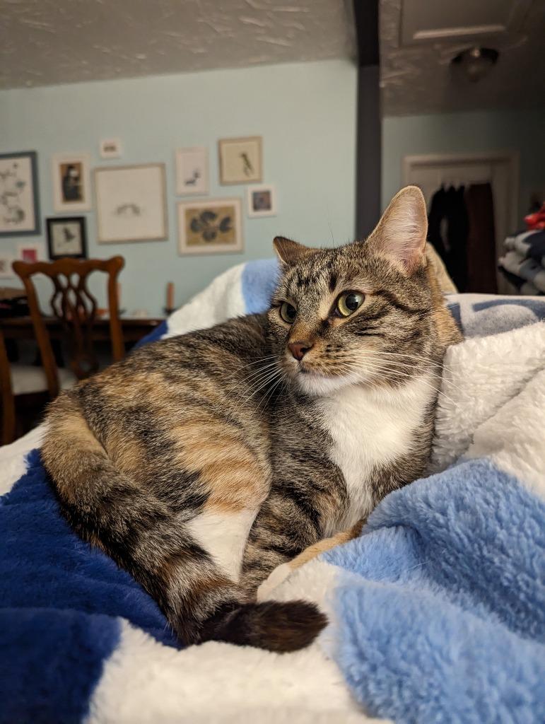 Marley, Adoptable, Adult Female Domestic Short Hair.