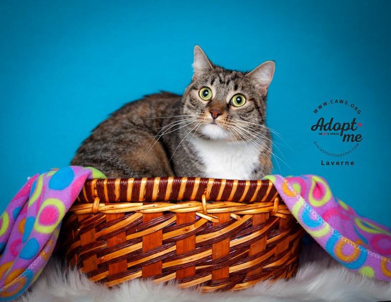 Marley, a Adoptable mixed breed in Salt Lake City, UT image 2/6