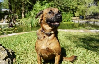 Giggy, Adoptable, Adult Female Australian Shepherd & Mixed Breed.