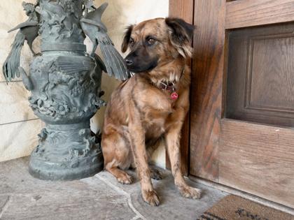 Giggy, a Adoptable mixed breed in San Antonio, TX image 3/3