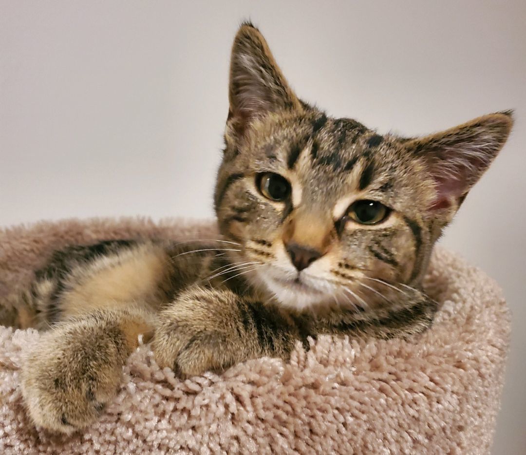 Inga, a Adoptable Domestic Short Hair in Swartz Creek, MI image 1/6