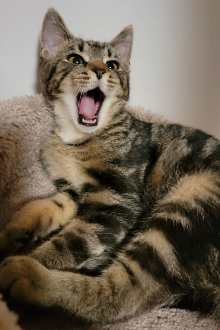 Inga, a Adoptable Domestic Short Hair in Swartz Creek, MI image 2/6