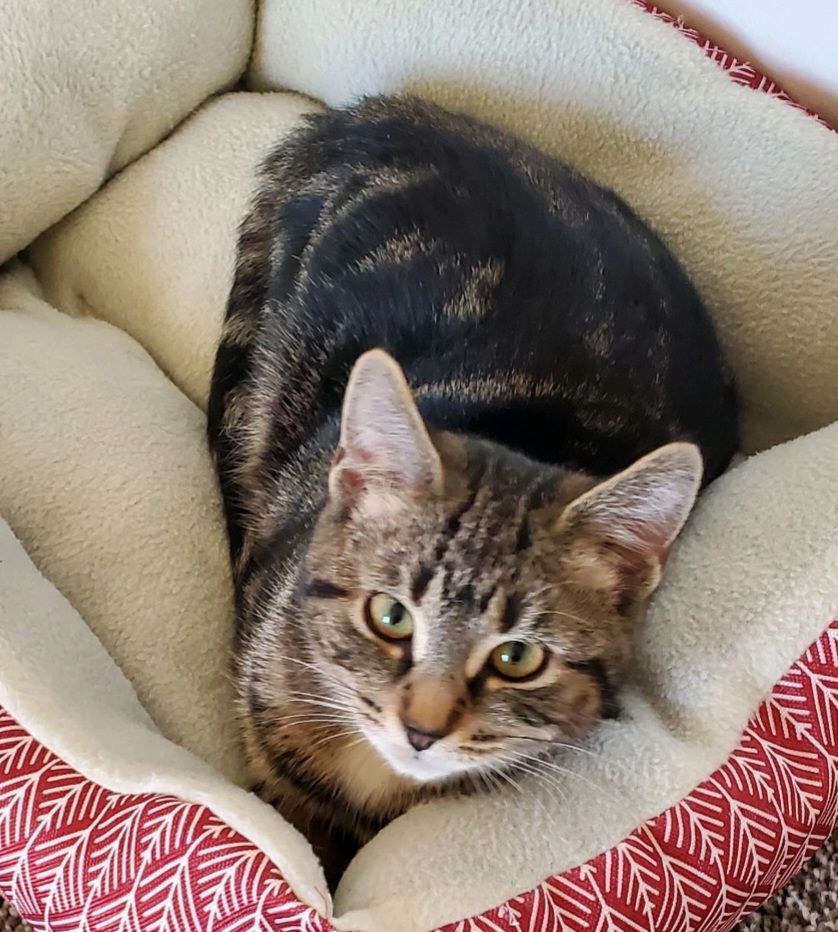 Inga, a Adoptable Domestic Short Hair in Swartz Creek, MI image 3/6