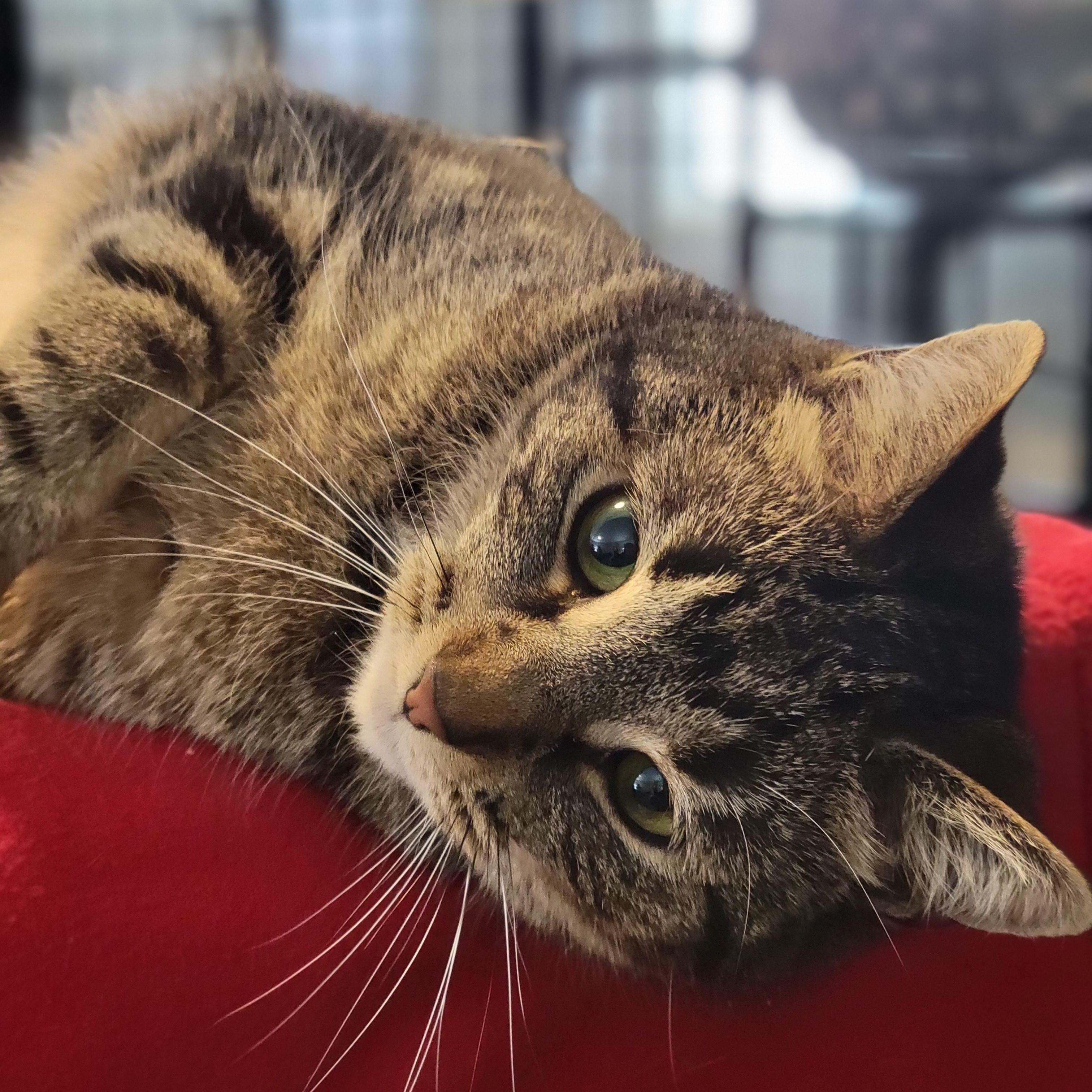 Enlarge Inga, a Adoptable Domestic Short Hair in Swartz Creek, MI image 5/6