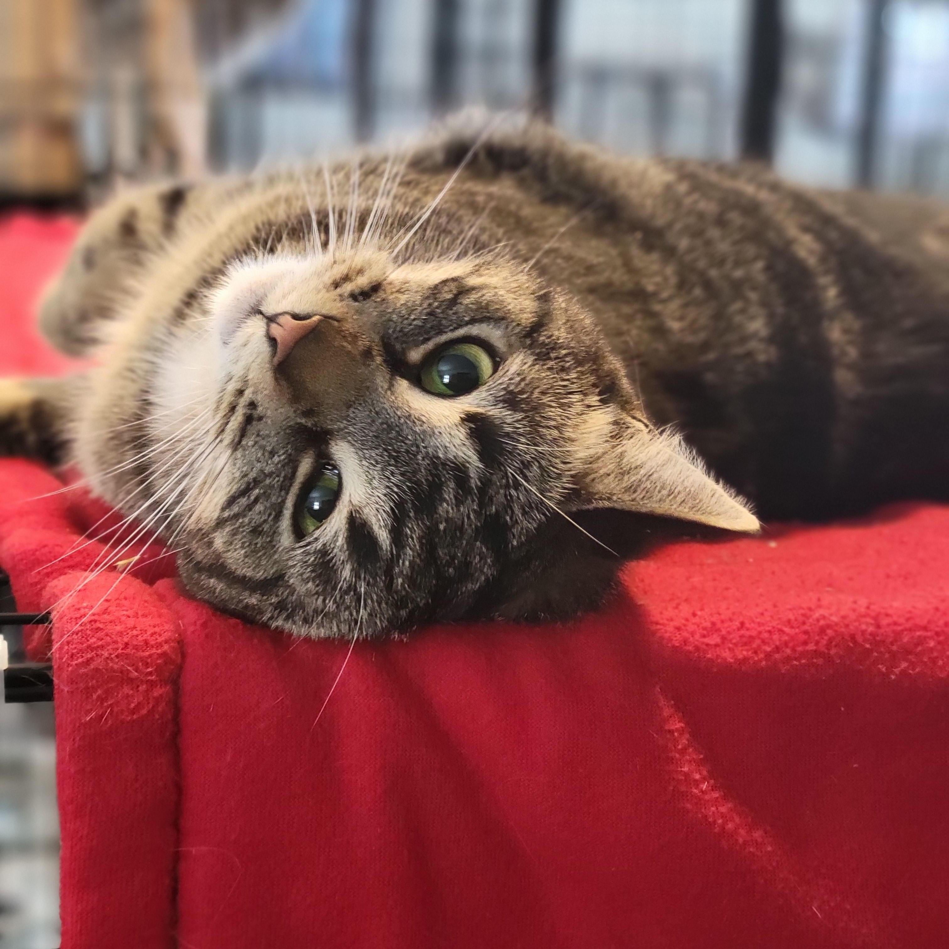 Enlarge Inga, a Adoptable Domestic Short Hair in Swartz Creek, MI image 3/6