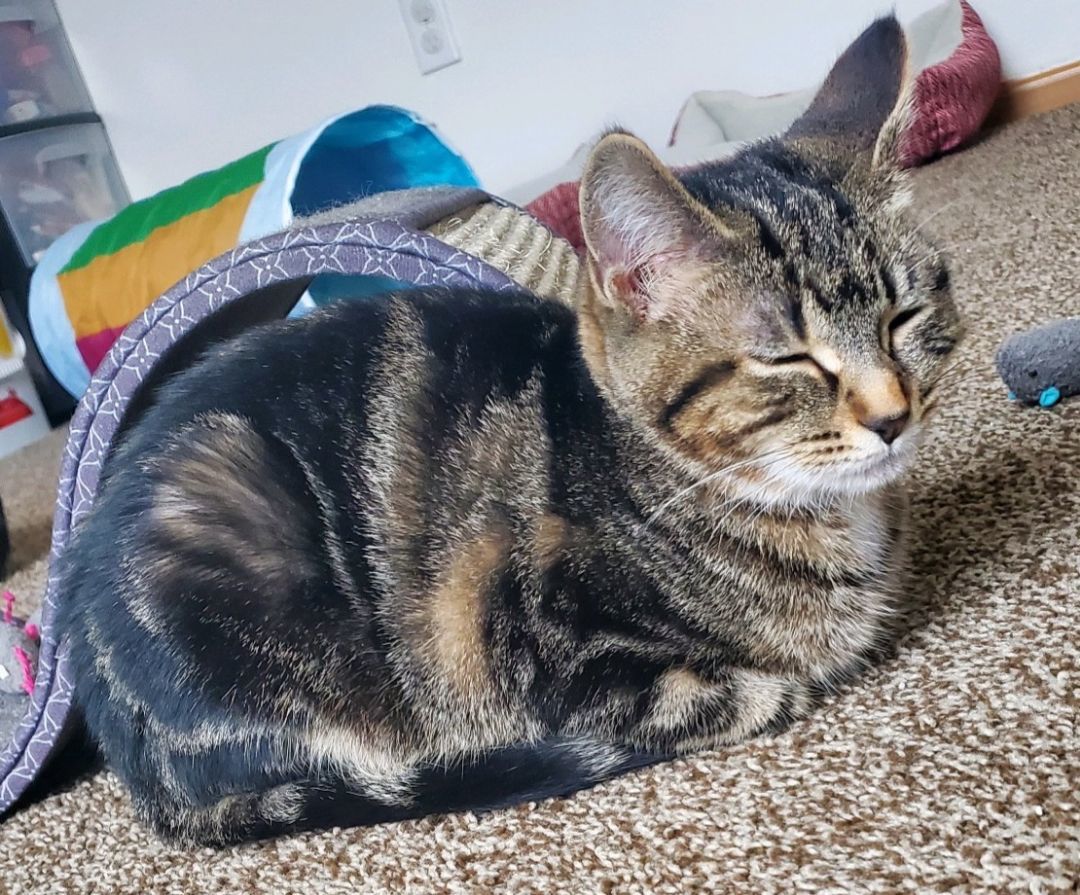 Inga, a Adoptable Domestic Short Hair in Swartz Creek, MI image 4/6