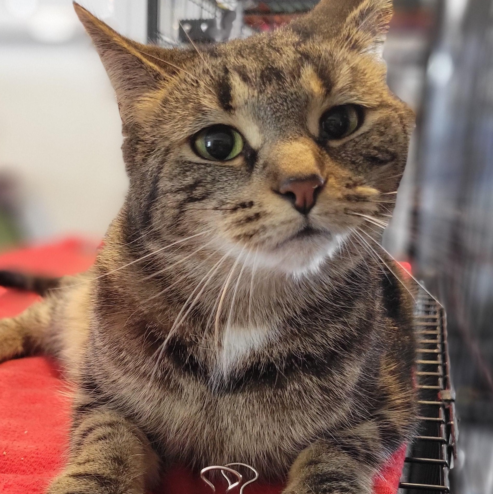 Inga, Adoptable, Young Female Domestic Short Hair.