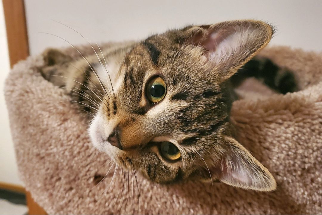 Inga, a Adoptable Domestic Short Hair in Swartz Creek, MI image 5/6