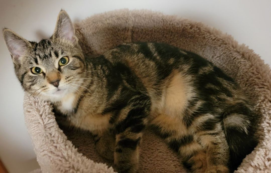 Inga, a Adoptable Domestic Short Hair in Swartz Creek, MI image 6/6