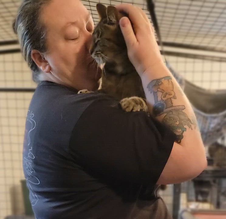 Enlarge Inga, a Adoptable Domestic Short Hair in Swartz Creek, MI video 6/6