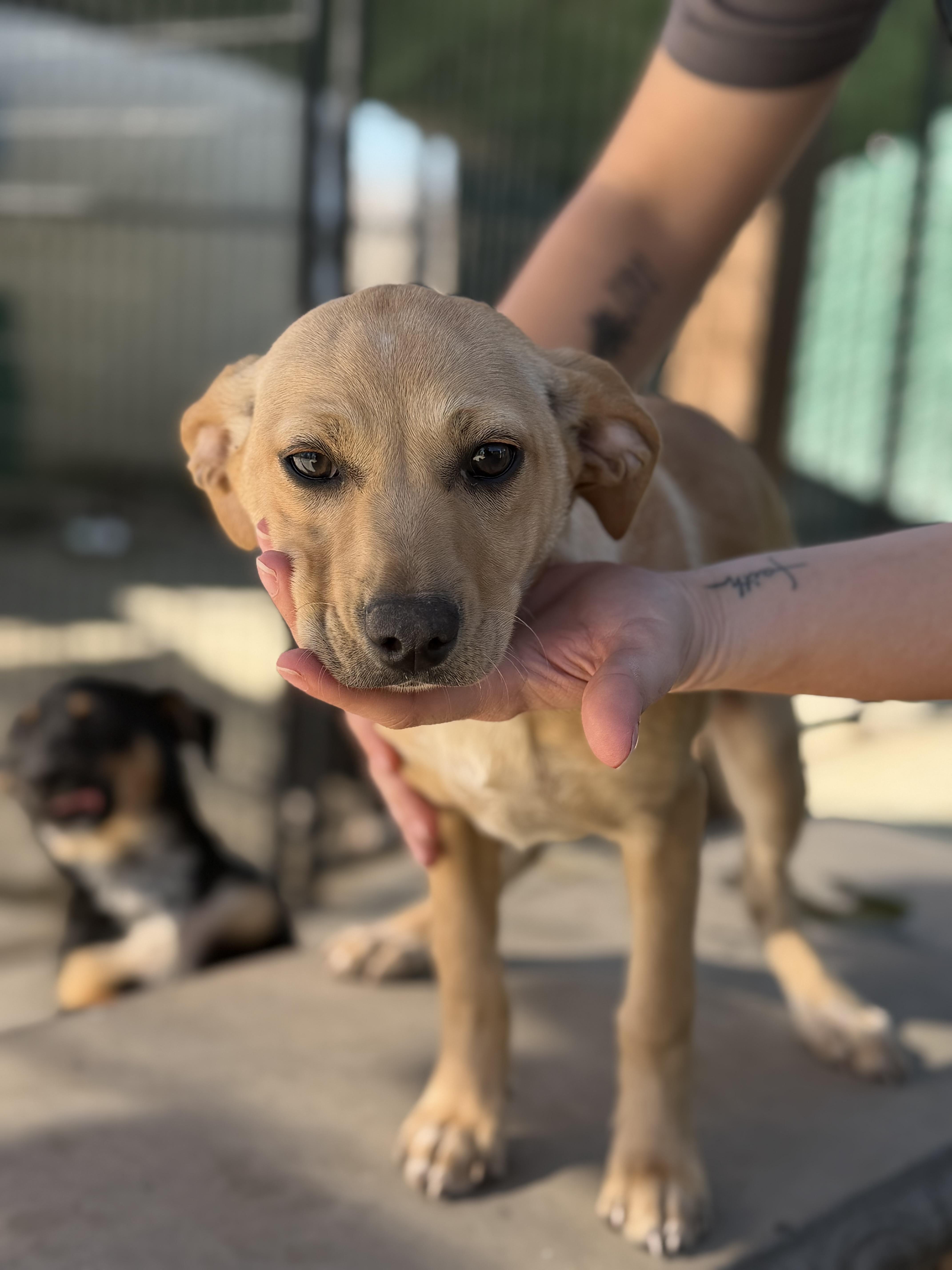 Enlarge Poppy , a ADOPTABLE mixed breed in Oakdale, CA image 2/2
