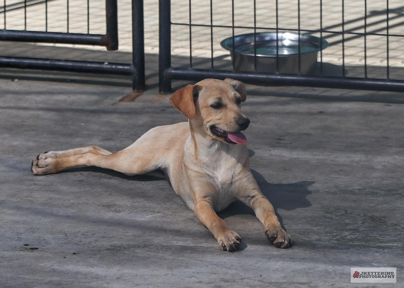 Enlarge Poppy , a ADOPTABLE mixed breed in Oakdale, CA image 1/2