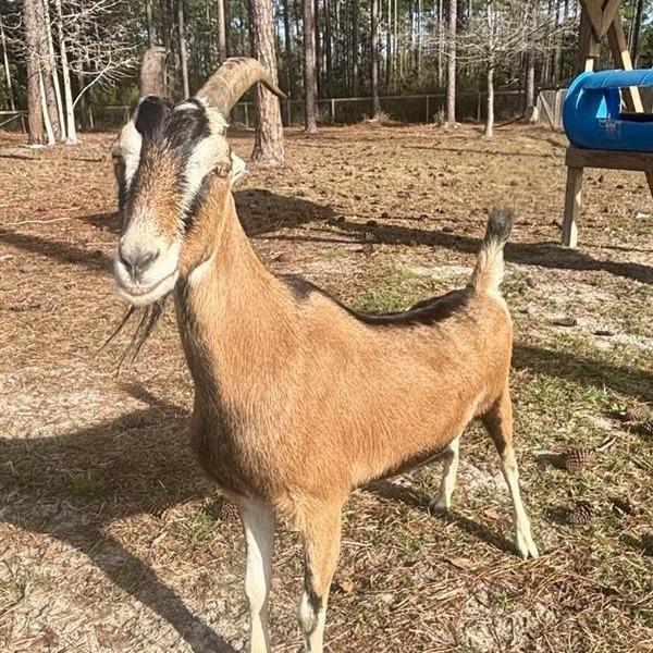 Nougat, Adoptable, Adult Male LaMancha.