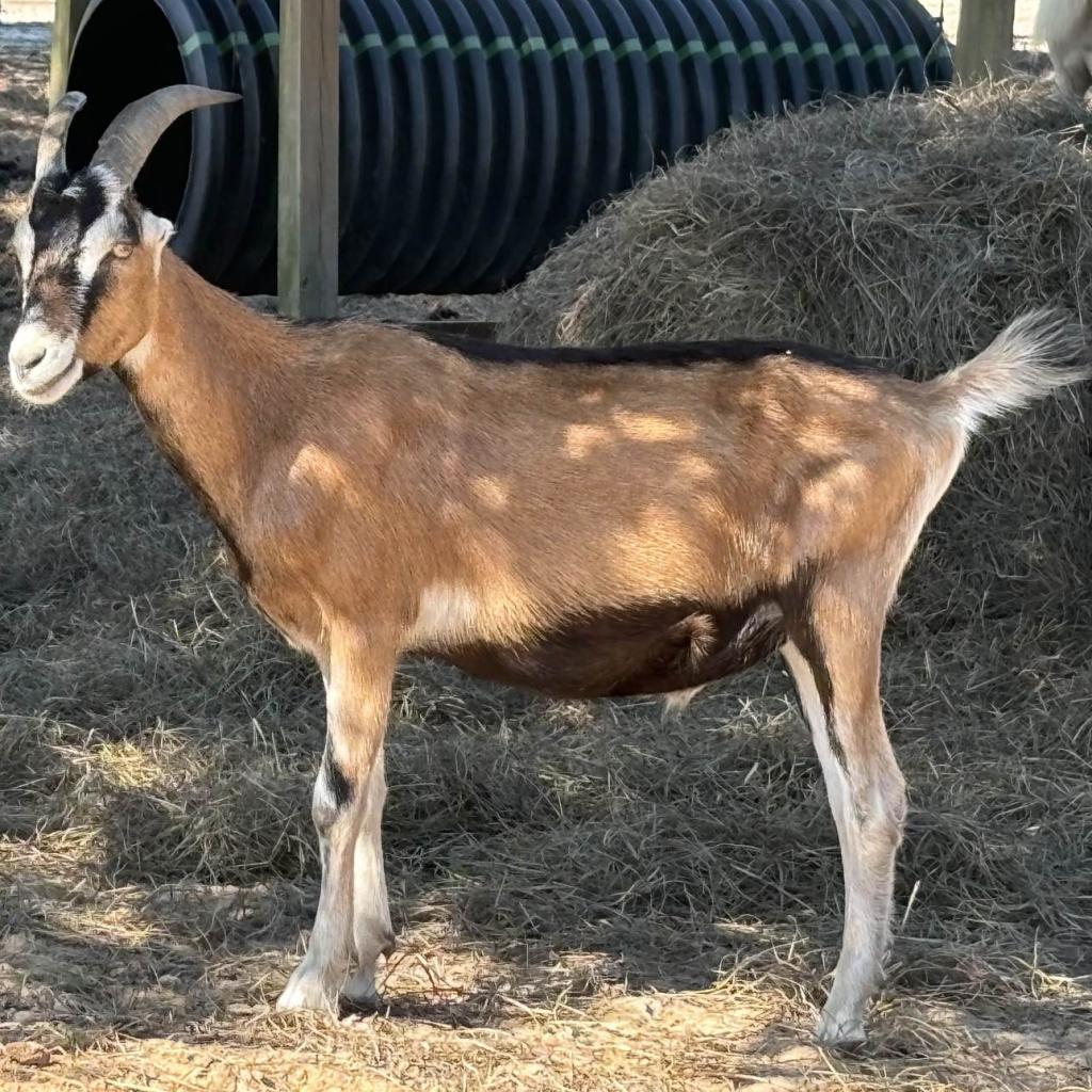 Enlarge Nougat, a Adoptable LaMancha in Freeport, FL image 2/6