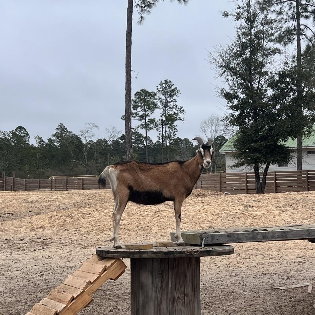 Enlarge Nougat, a Adoptable LaMancha in Freeport, FL image 3/6