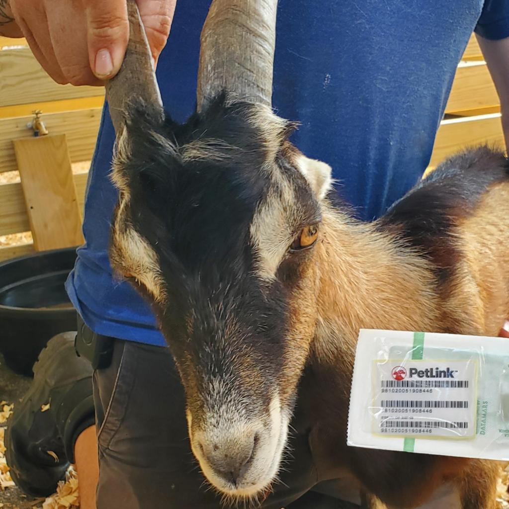 Enlarge Nougat, a Adoptable LaMancha in Freeport, FL image 4/6