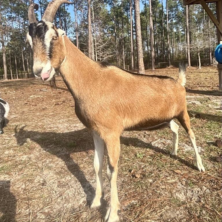 Enlarge Nougat, a Adoptable LaMancha in Freeport, FL image 5/6