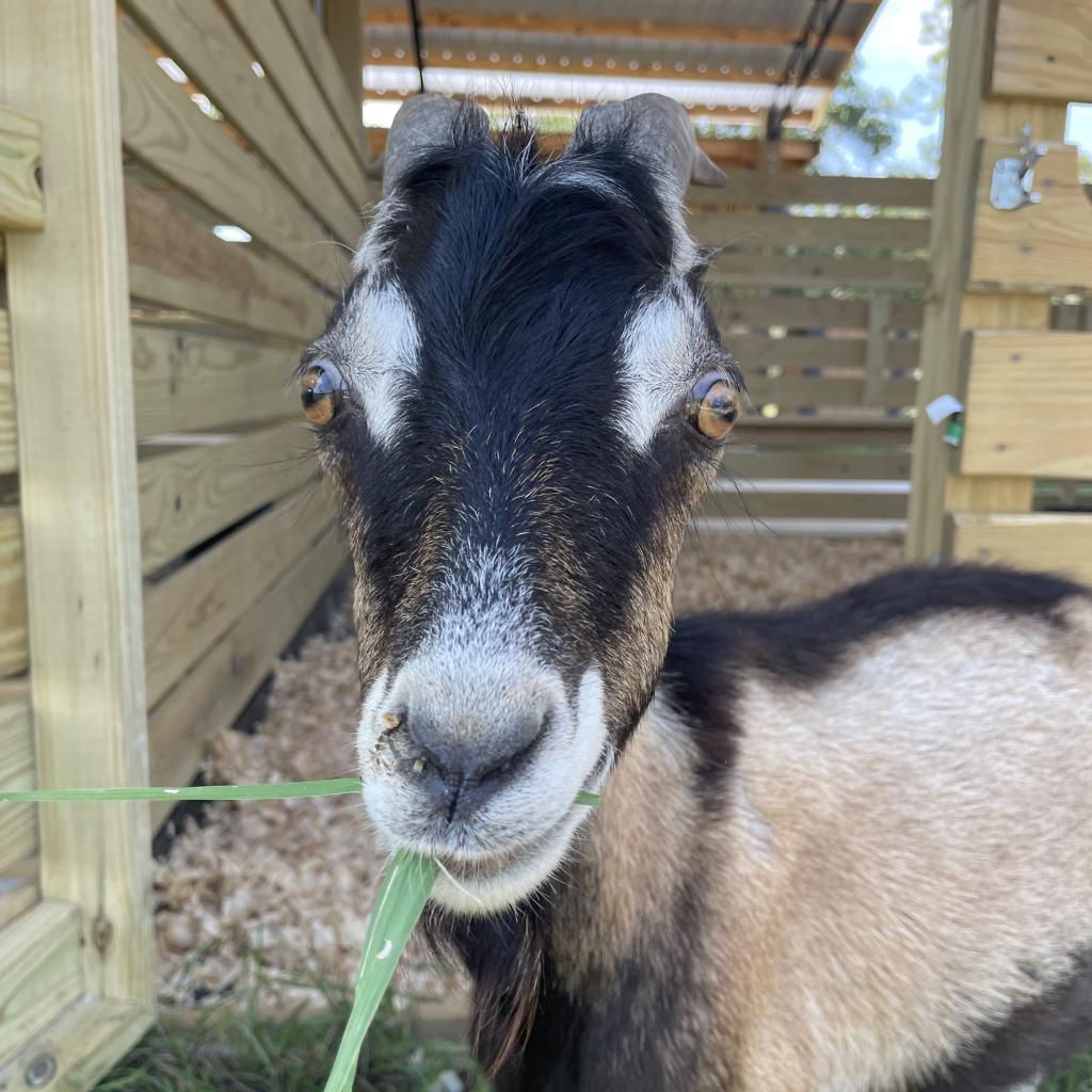 Enlarge Nougat, a Adoptable LaMancha in Freeport, FL image 6/6