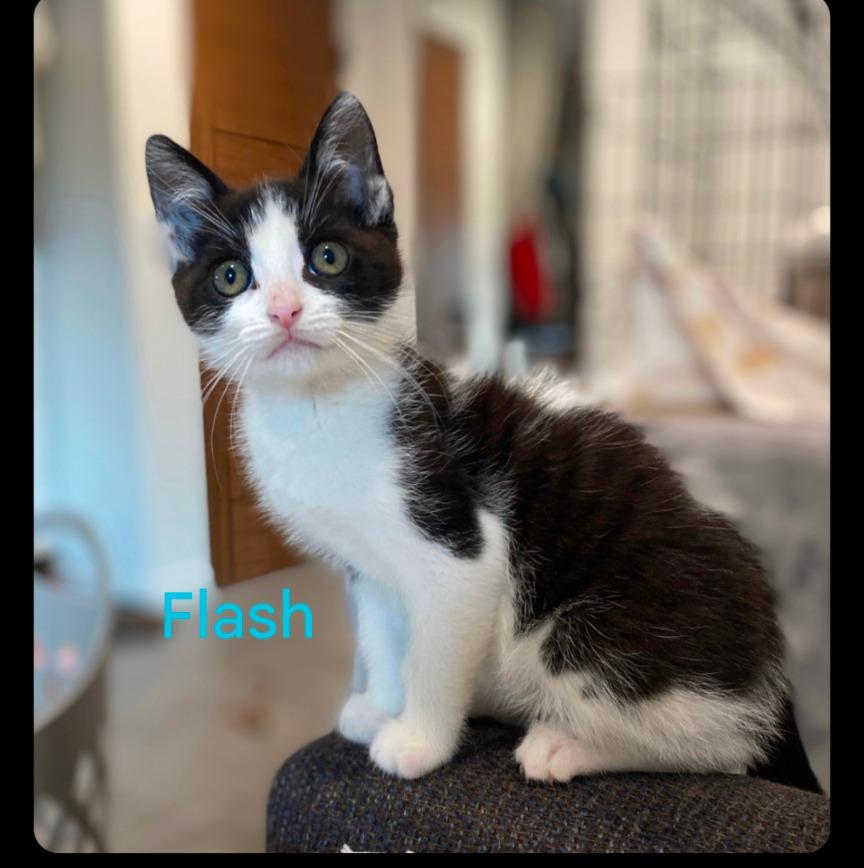 Enlarge Flash, a Adopted mixed breed in San Pedro, CA image 1/1