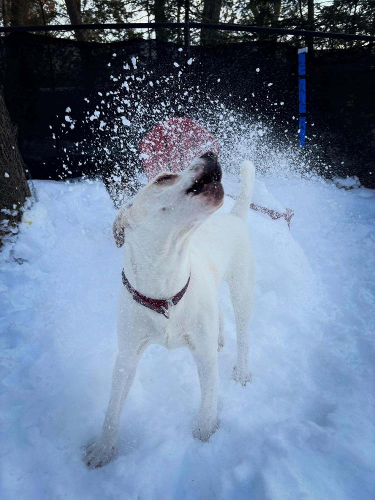 Tony, a Adoptable mixed breed in Groveland, MA image 1/6