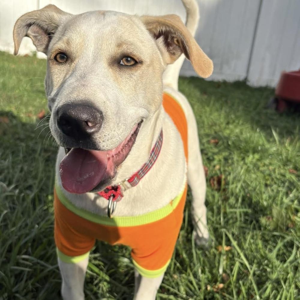 Tony, Adoptable, Puppy Male Labrador Retriever.