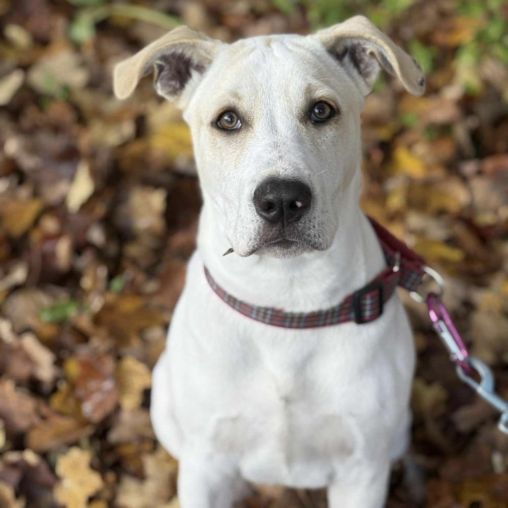 Enlarge Tony, a Adoptable mixed breed in Groveland, MA image 2/6