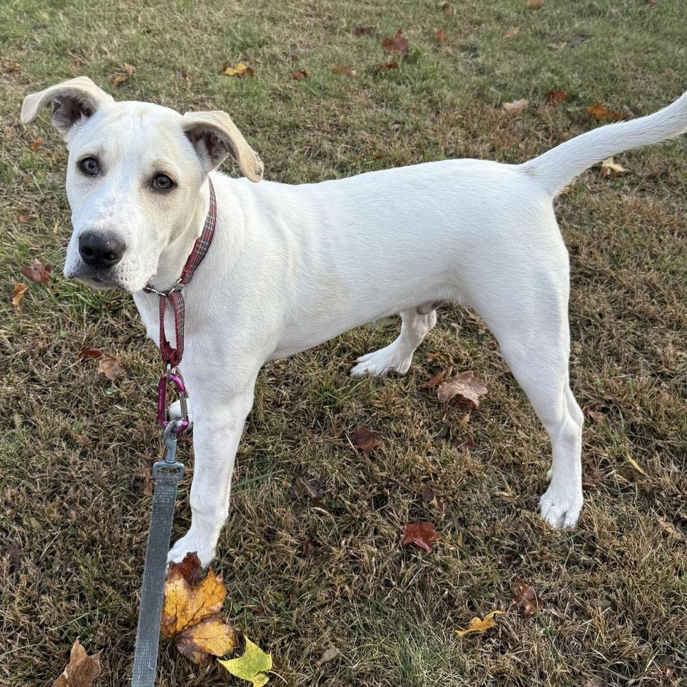 Enlarge Tony, a Adoptable mixed breed in Groveland, MA image 3/6