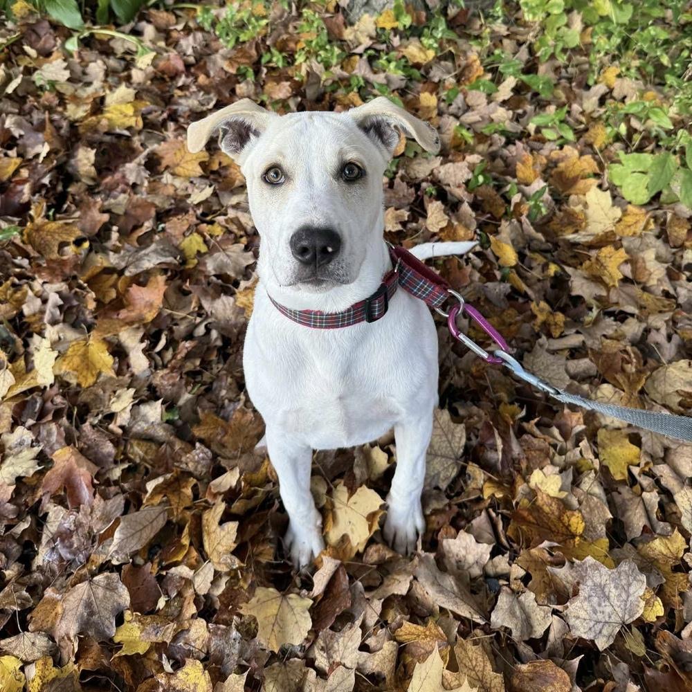 Enlarge Tony, a Adoptable mixed breed in Groveland, MA image 3/6