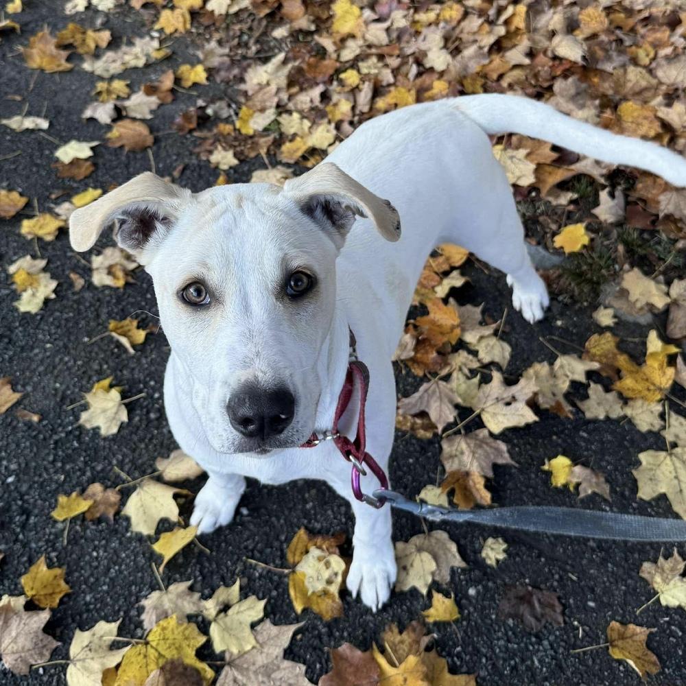 Enlarge Tony, a Adoptable mixed breed in Groveland, MA image 4/6