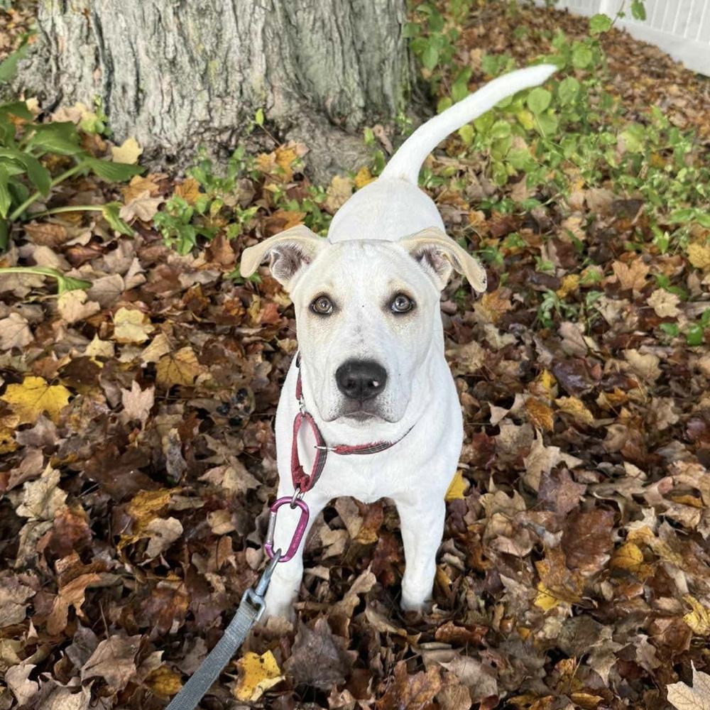 Enlarge Tony, a Adoptable mixed breed in Groveland, MA image 5/6