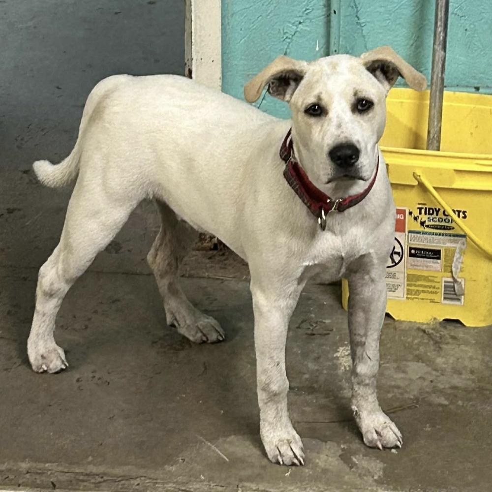 Tony, a Adoptable mixed breed in Groveland, MA image 5/6